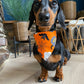 Halloween Bandana - Ghostbusters