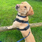 Waterproof Collar - Navy Biothane®