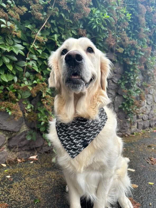 Halloween Bandana - Boo