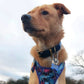 Waterproof Collar - Navy Biothane®