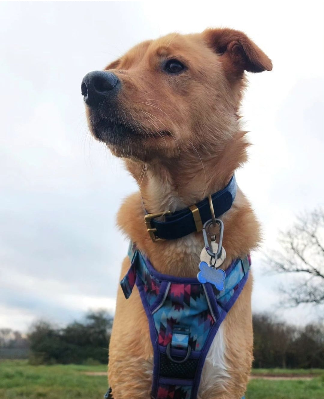 Waterproof Collar - Navy Blue