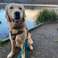 Waterproof Collar - Green Biothane®