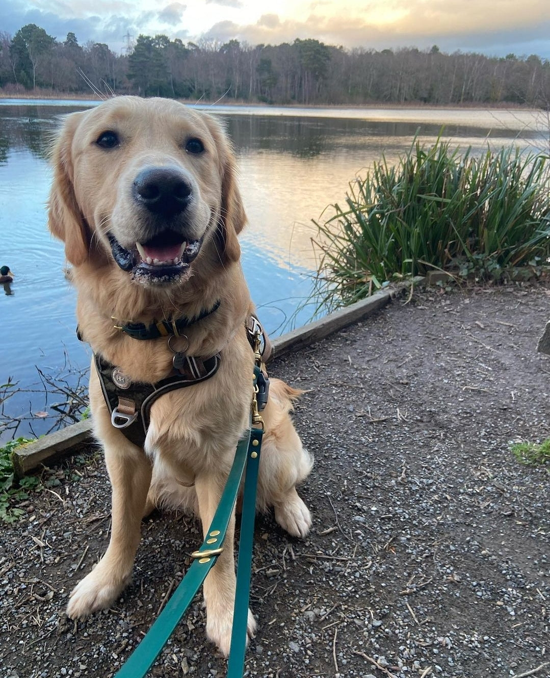 Waterproof Collar - Dark Green