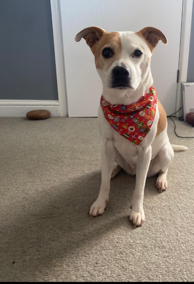 Christmas Bandana - Baubles