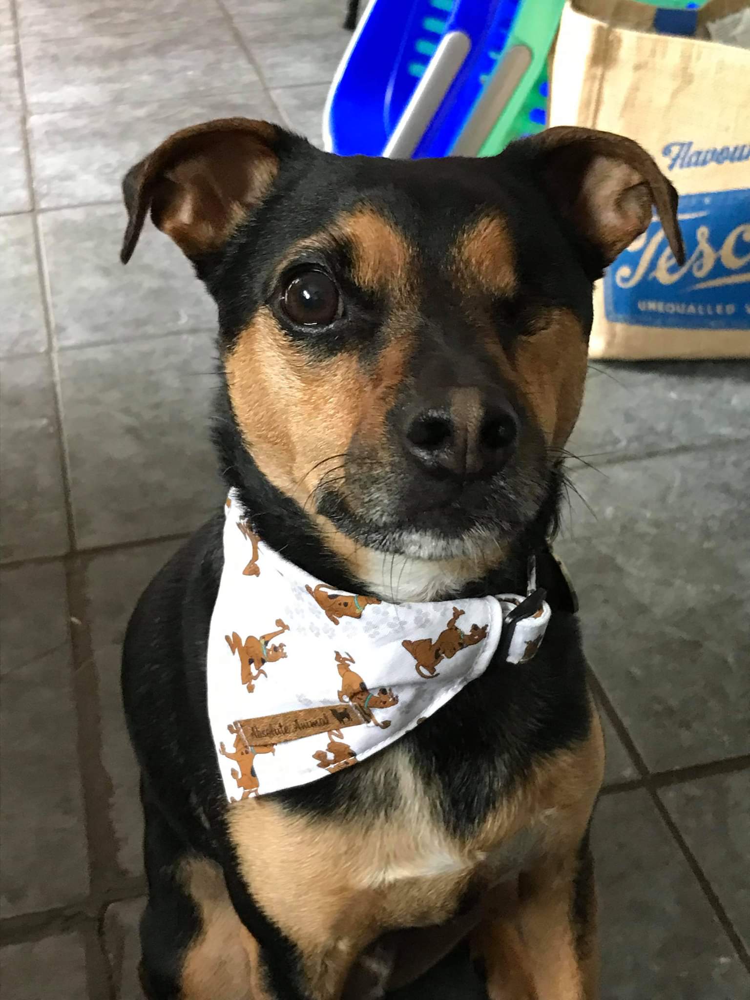 Scooby 2025 doo bandana