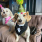 Birthday Hats - Personalised