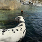 Waterproof Collar - Black Biothane®