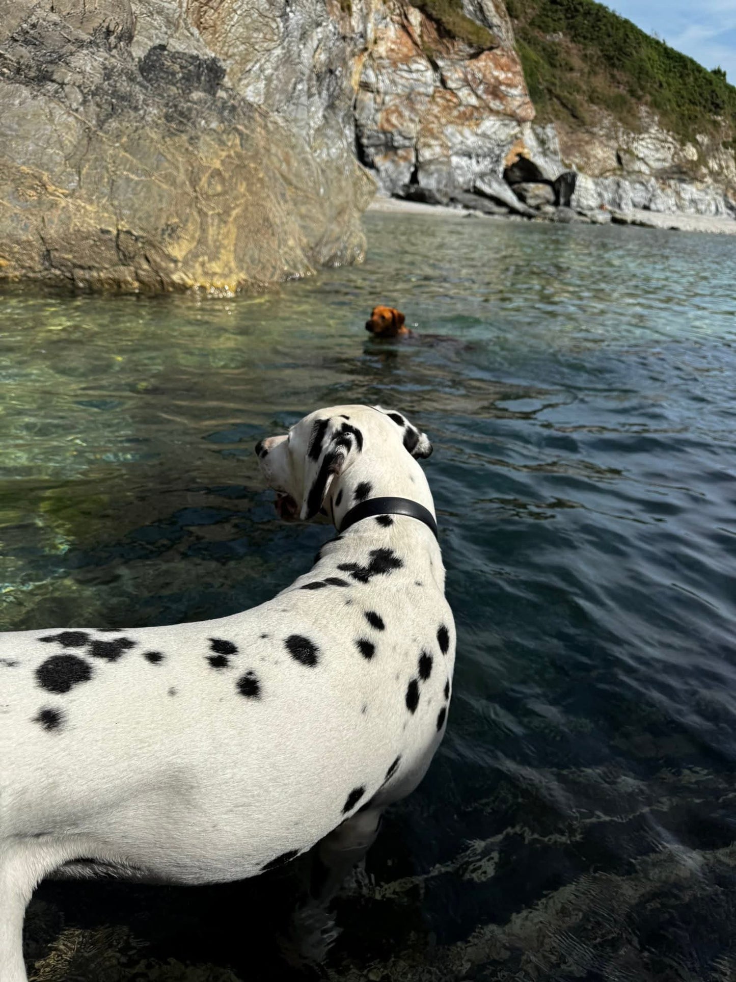 Waterproof Collar - Black Biothane®