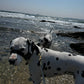Waterproof Collar - Black Biothane®