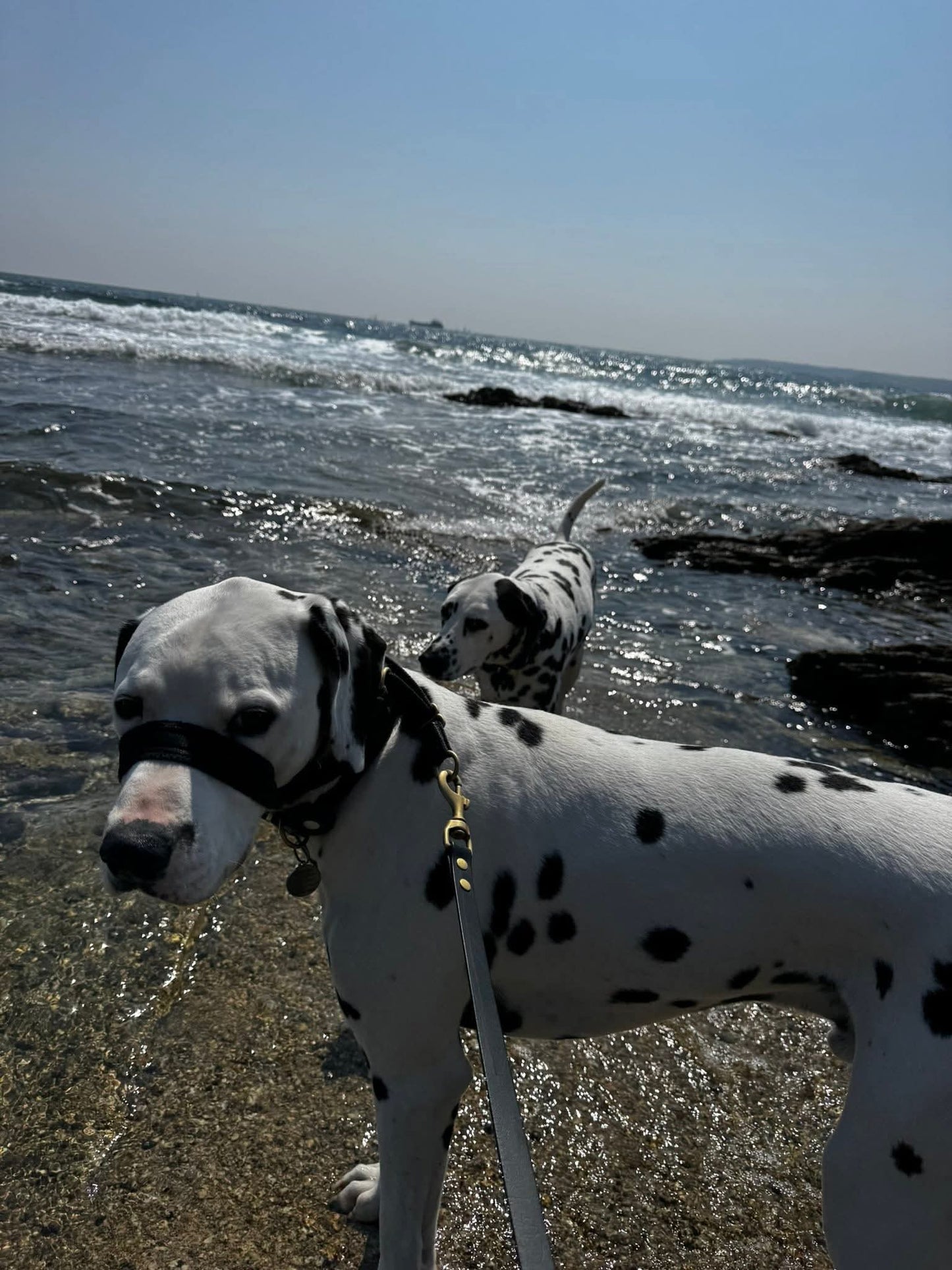 Waterproof Collar - Black Biothane®