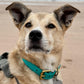 Waterproof Collar - Teal Biothane®