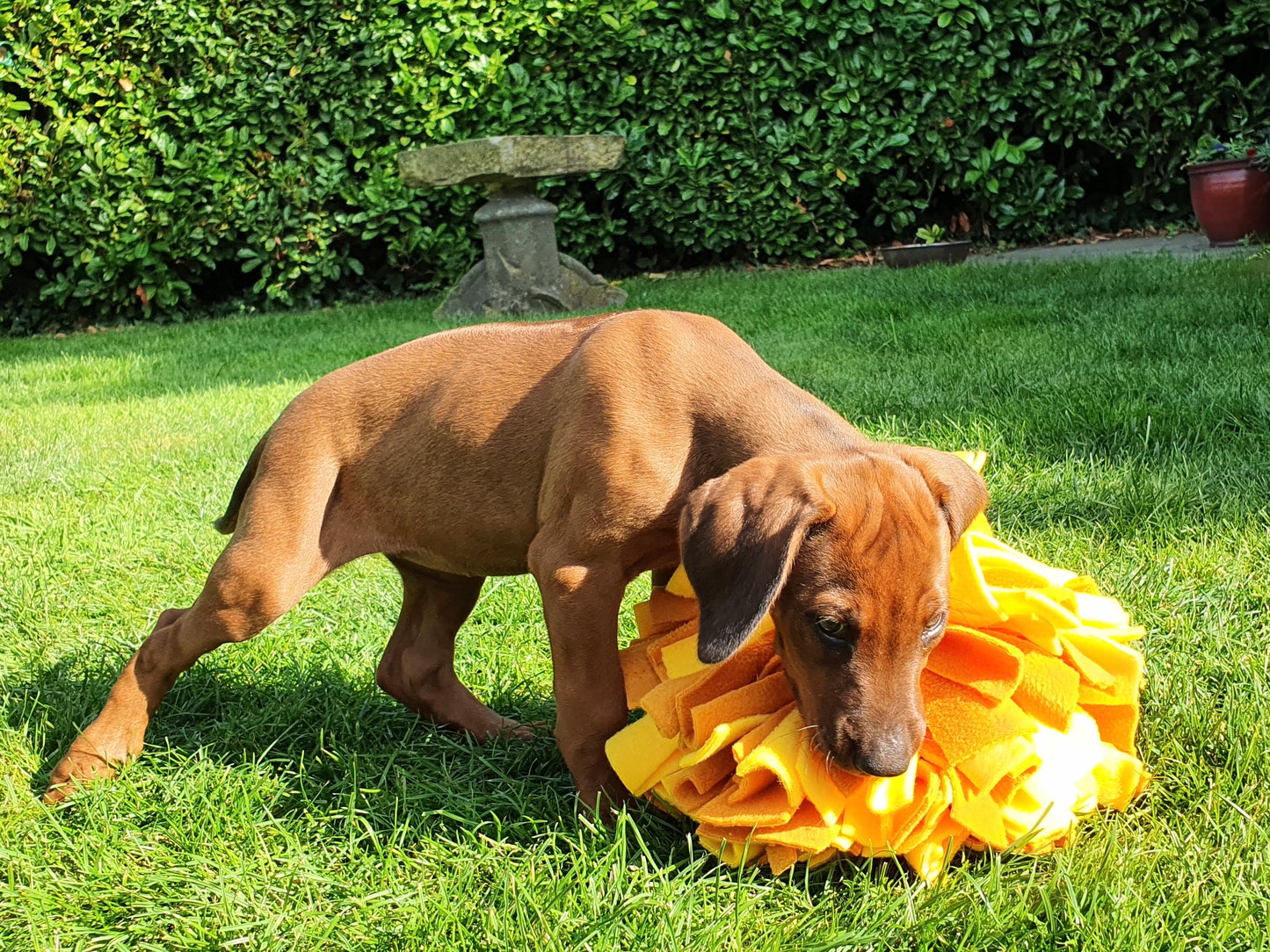 Snuffle Sensory Ball