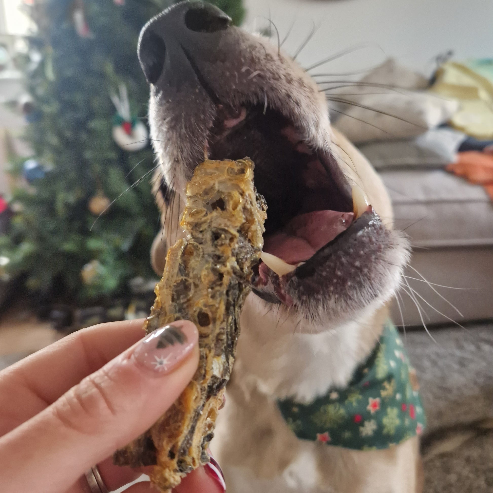 Natural Treat Whitefish Jerky Finger – Absolute Animal Designs