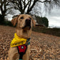 Dog Awareness Bandanas