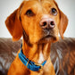 Waterproof Collar - Lagoon Biothane®