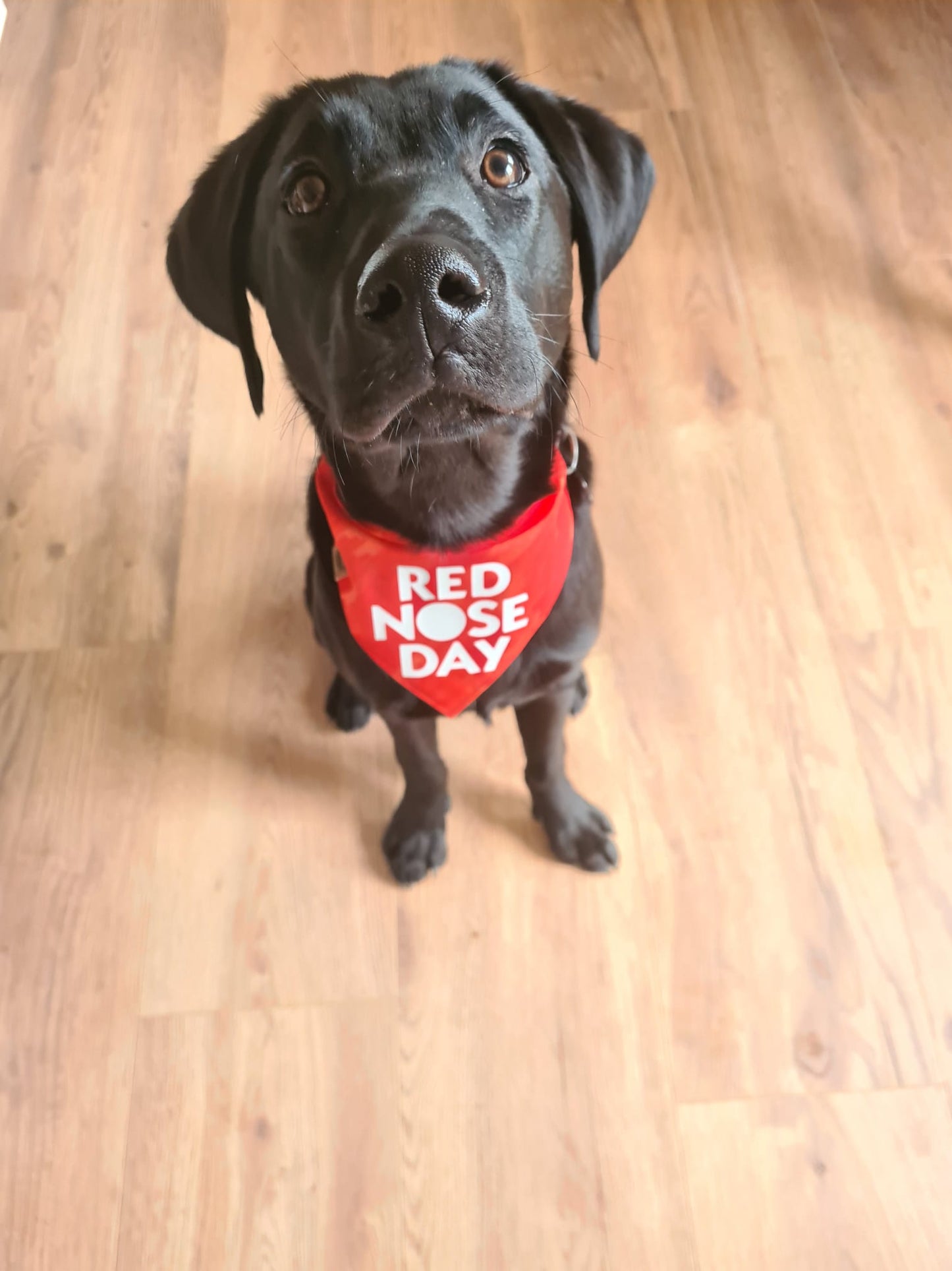 Bandana - Red Nose Day "Comic Relief" Charity