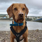 Waterproof Collar - Lagoon Biothane®