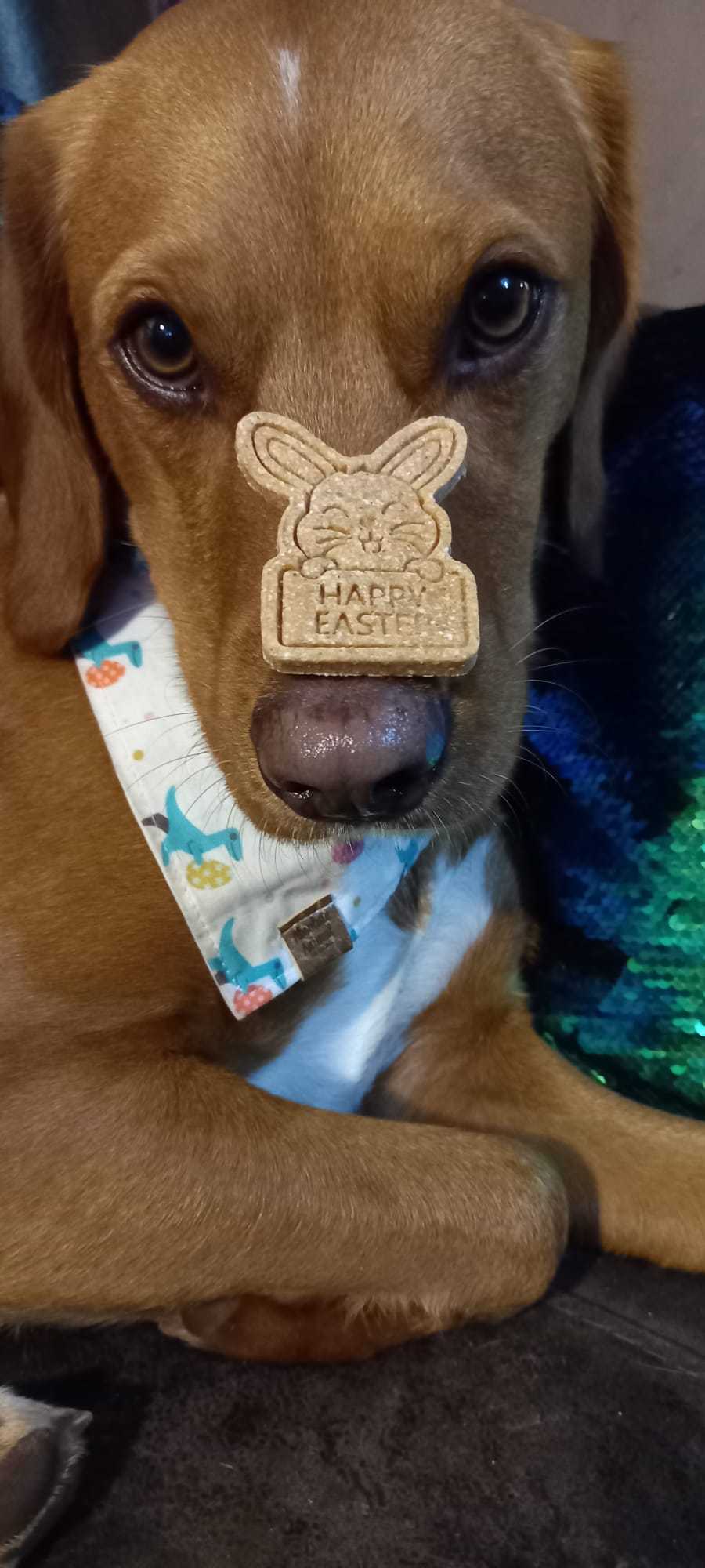 Bandana - Dino Easter Egg Hunt