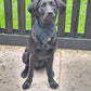 Bandana - Navy Green Tartan