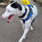 Dog Awareness Bandanas