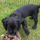 Puzzle 'Enrichment' Sensory Snuffle Ball