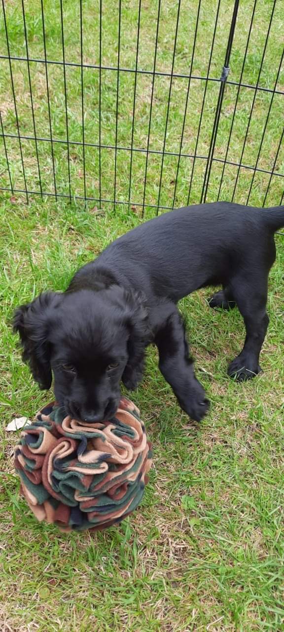 Puzzle 'Enrichment' Sensory Snuffle Ball