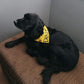 Dog Awareness Bandanas