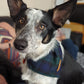 Bandana - Navy Green Tartan