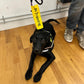 Awareness Dog Lead Sliders