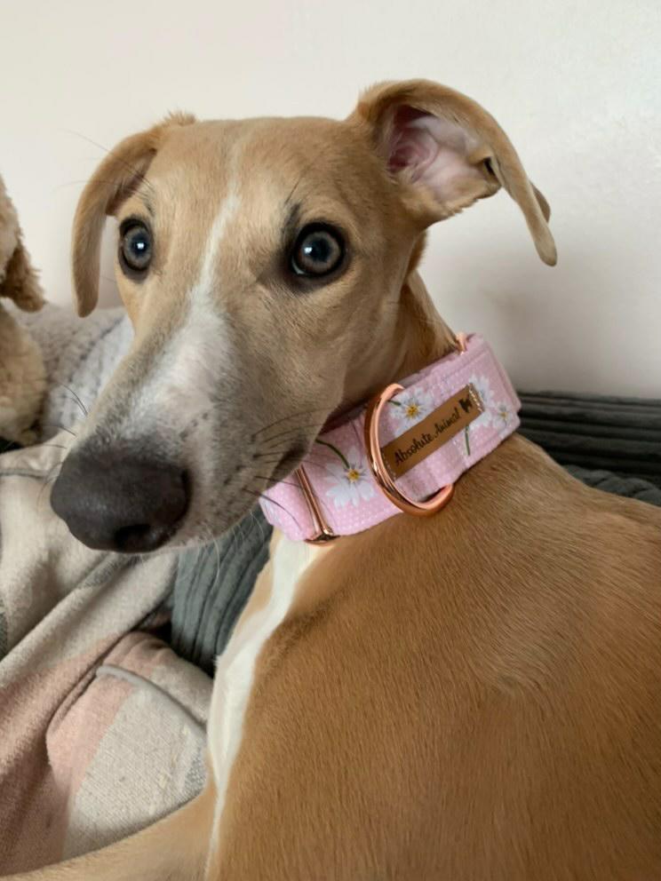 Collar - Martingale