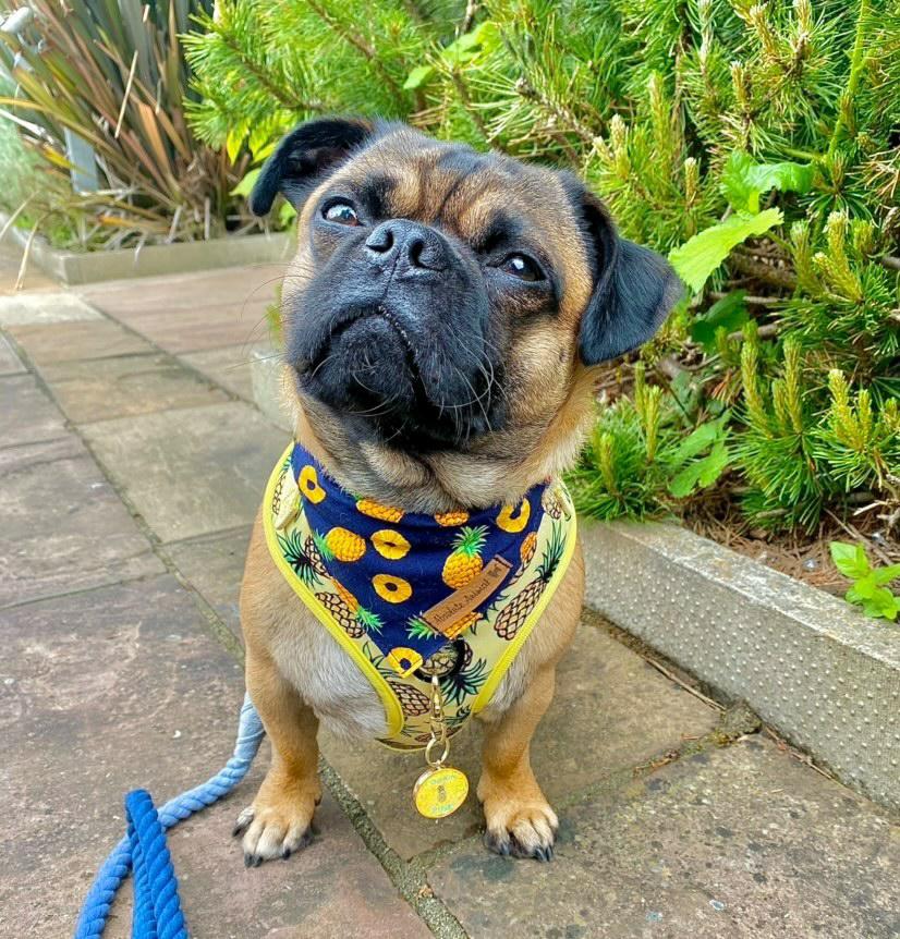 Pineapple shop dog bandana