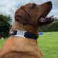 Collar - Navy Green Tartan