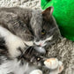 Cat Nip Mouse