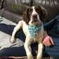 Bandana - Paw Patrol