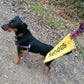 Awareness Dog Lead Sliders