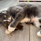 Cat Nip Mouse