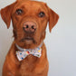 Bow Tie - Sesame Street