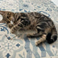 Cat Nip Mouse