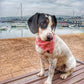Collar - Salty Sea Dog