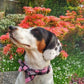 Collar - Pink Tartan