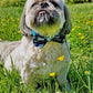 Bow Tie - Dino Mite
