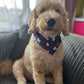 Halloween Bandana - Ghost *Glow in the Dark*