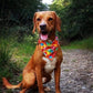 Bandana - Jelly Bean