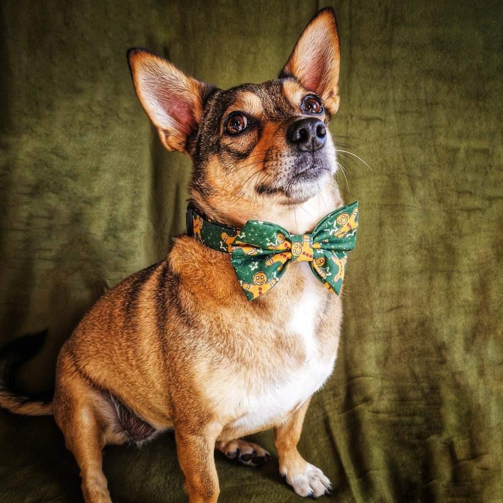 Christmas Collar - Gingerbread