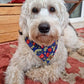 Bandana - Poppy Appeal Blue 2022