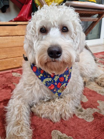 Bandana - Poppy Appeal Blue 2022