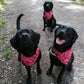 Bandana - Love Hearts
