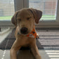 Halloween Bandana - Ghostbusters