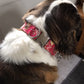 Collar - Extra Large 'Buckle'
