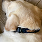 Collar - Navy Green Tartan